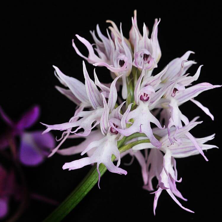 Naked Man Orchid with pink blooms resembling tiny human figures