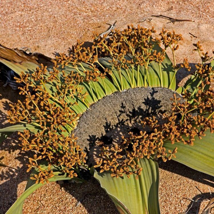 National Flower of Namibia-Welwitschia