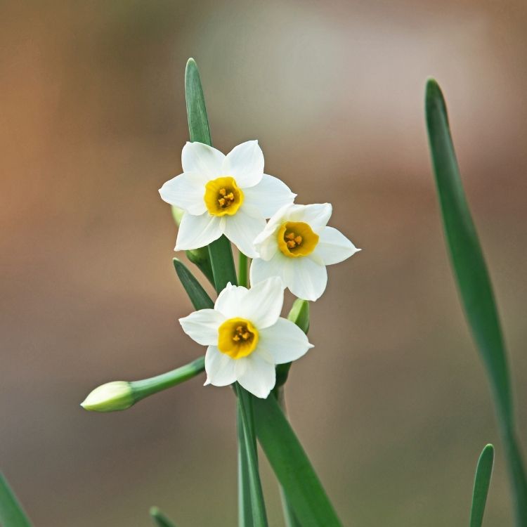Narcissus flower with a small central cup shape