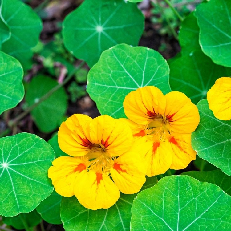 Nasturtium plant with round leaves and bright flowers