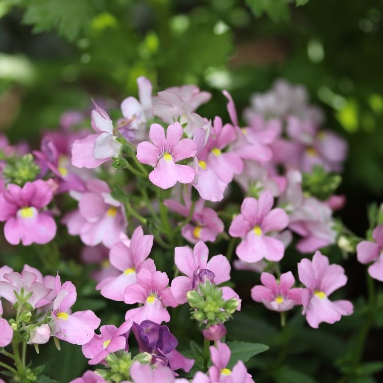 Nemesia flowers showing small colorful two lip shapes