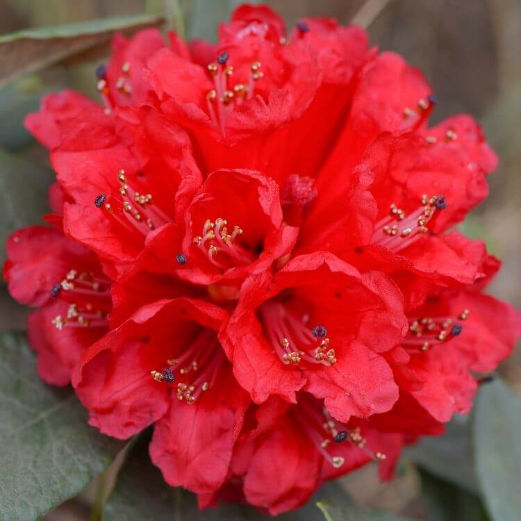 National Flower of Nepal-Tree-Rhododendron