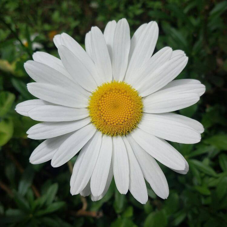 National Flower of Netherlands-Daisy