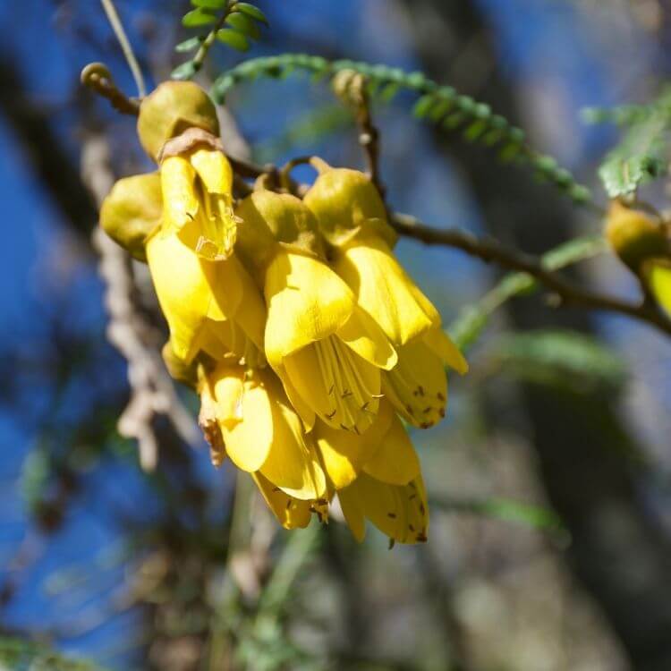 National Flower of New-Zealand-Kōwhai