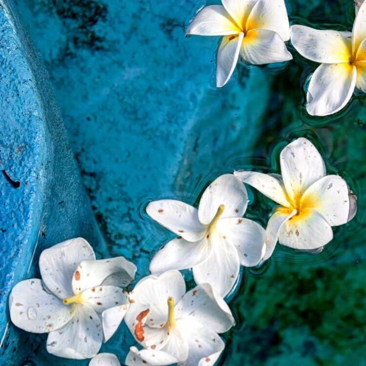 National Flower of Nicaragua-Sacuanjoche