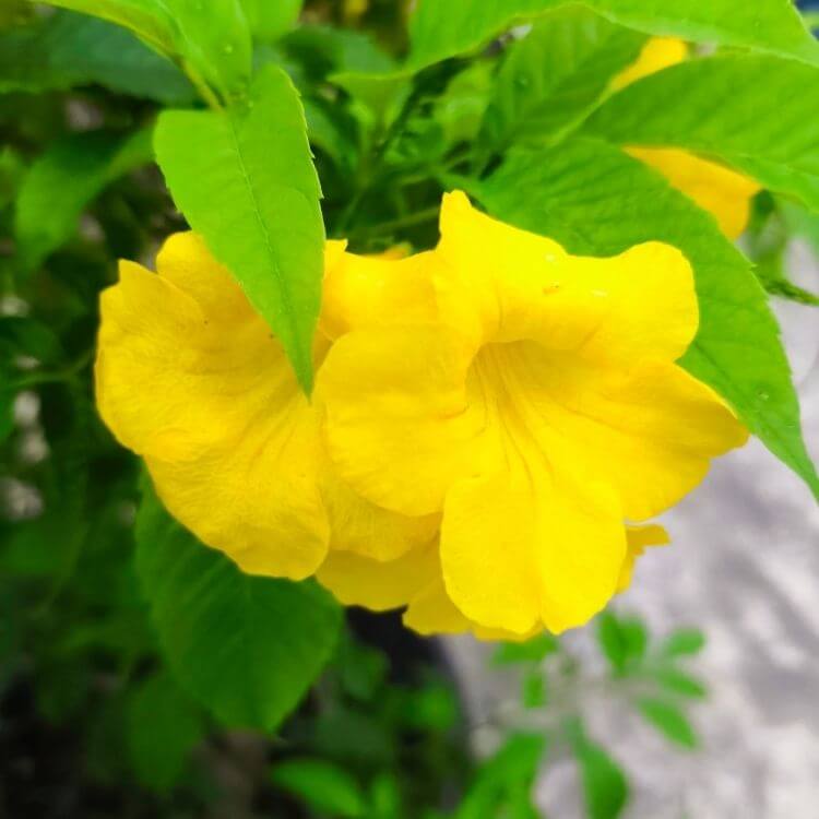 National Flower of Nigeria-Yellow-Trumpet