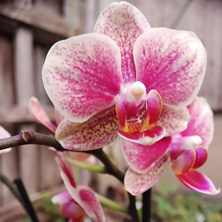 Exotic orchid flower with unique detailed petal shape