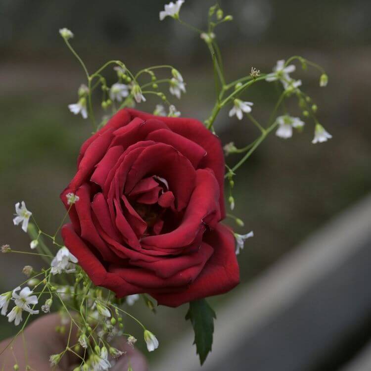 Close-up of a rose flower held in a person's hand