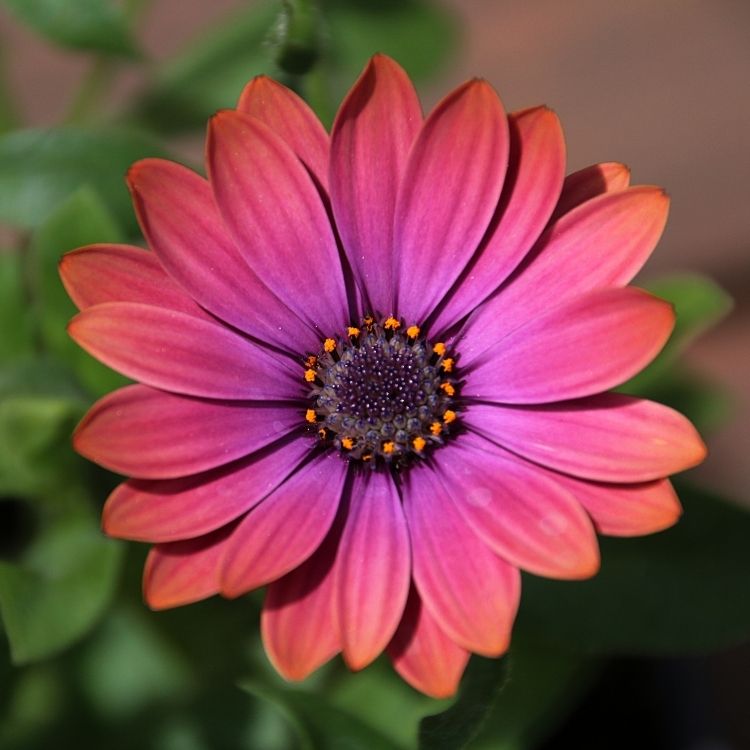 Osteospermum flower similar to a bright daisy