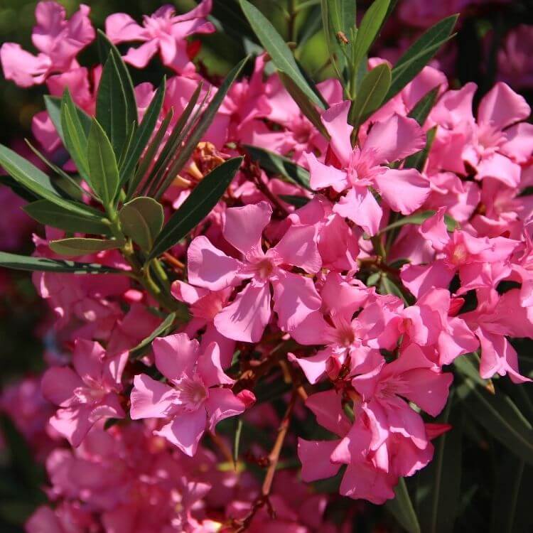 Pink oleander flowers on shrub-A to Z Flowers