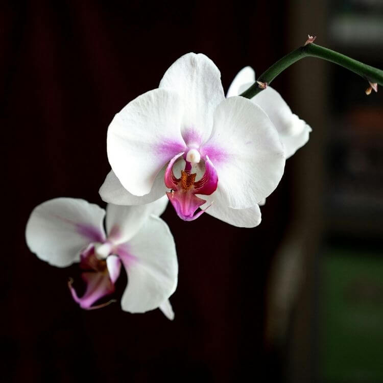 Exotic White orchid-A to Z Flowers