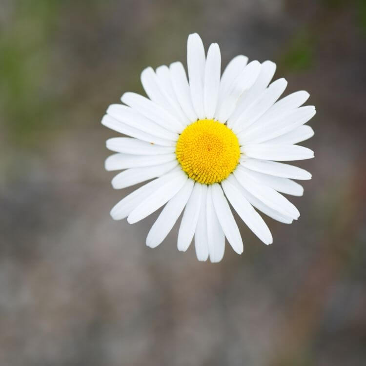Wild oxeye daisy in meadow
