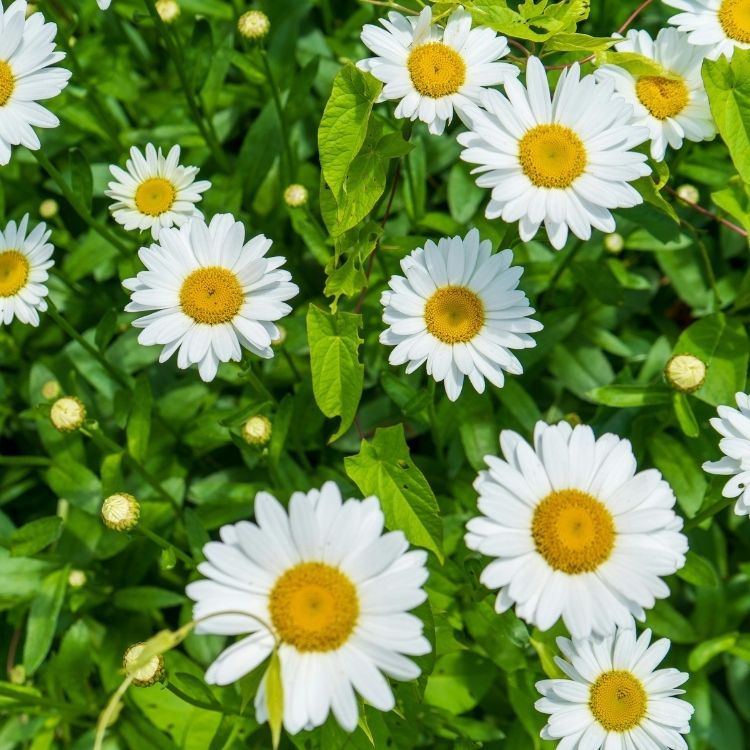 Oxeye daisy flowers in classic wild form