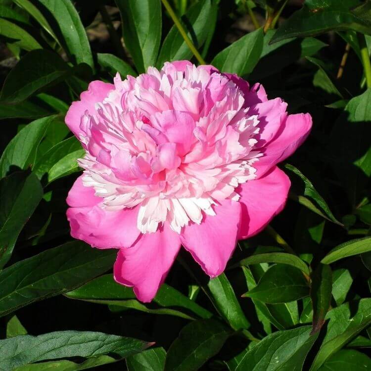 Large pink peony layered petals-A to Z Flowers