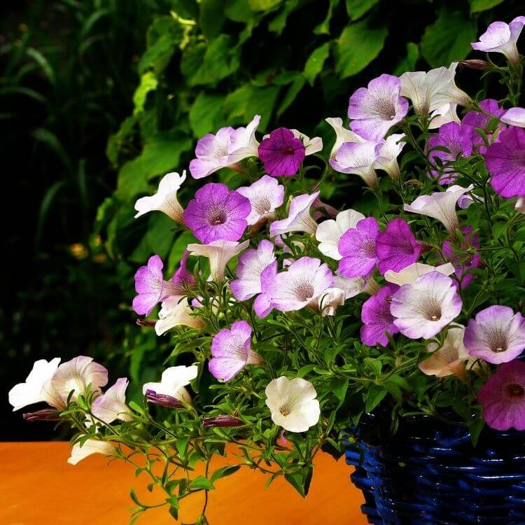 Purple petunia flowers cluster