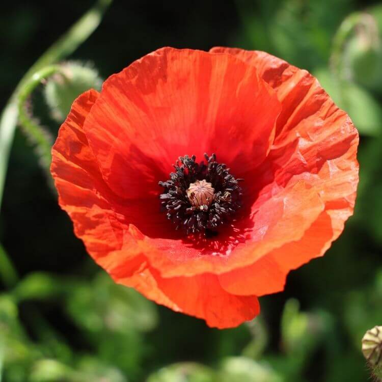 Orange poppy flower in field