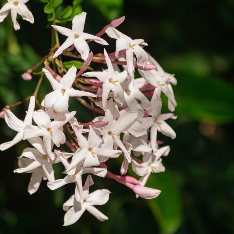 National Flower of Pakistan-Jasmine