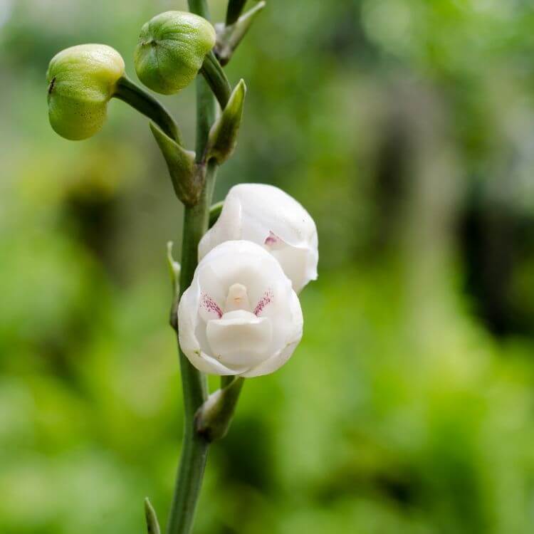 National Flower of Panama-Holy-Ghost-Orchid
