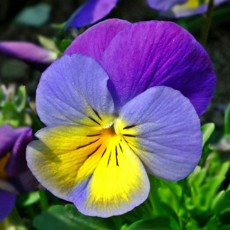 Pansy flower with unique pattern