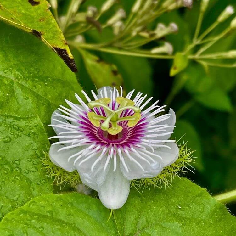 National Flower of Paraguay-Passion-Flower