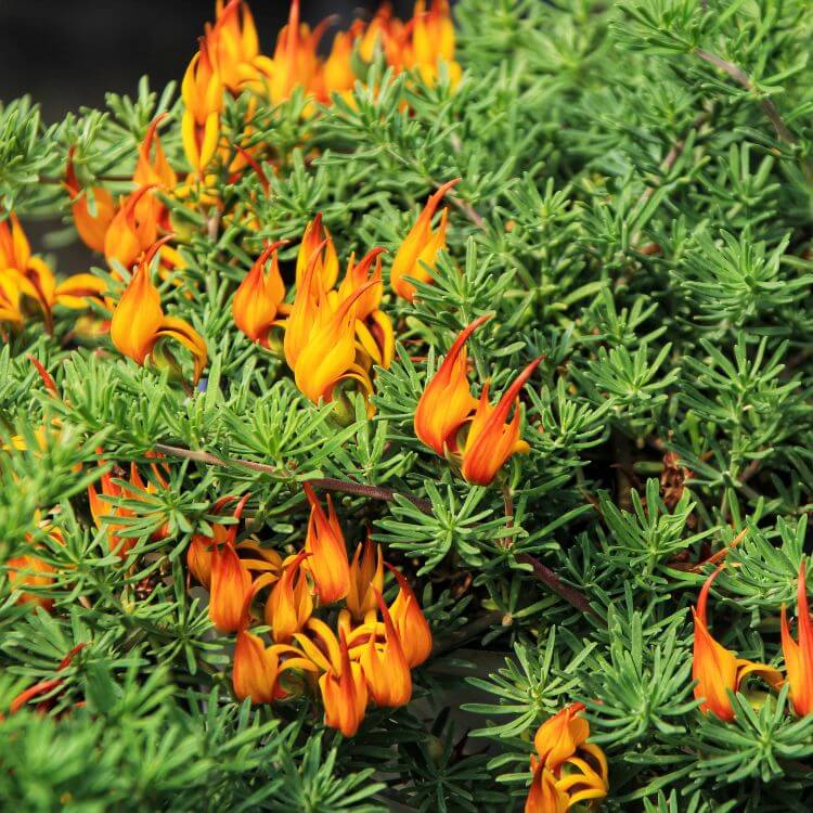 Parrot Beak Flower with curved orange-red petals resembling a parrot’s beak