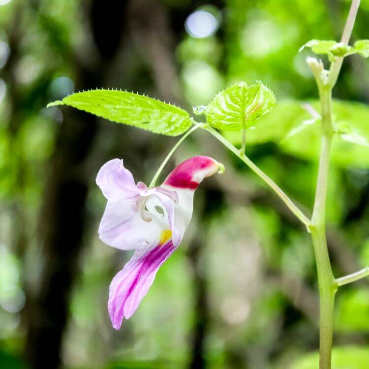 Parrot Flower with bright pink and purple petals shaped like a parrot