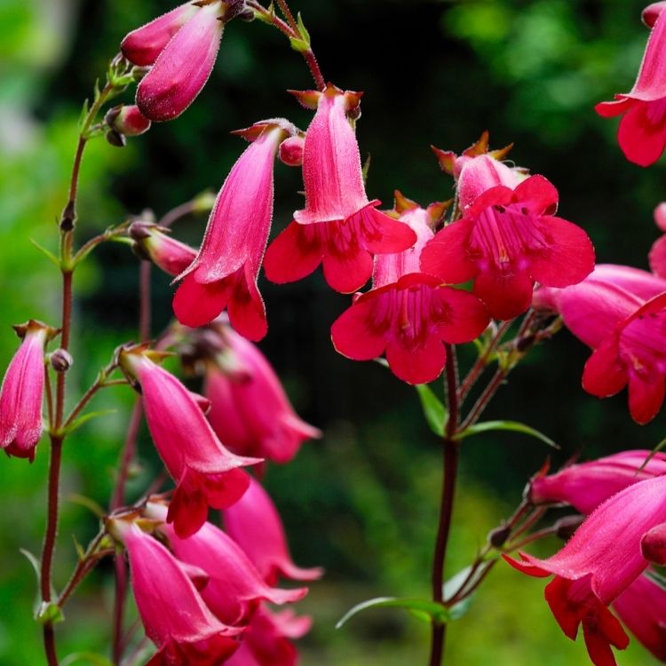 Penstemon flowers with tube shaped blooms