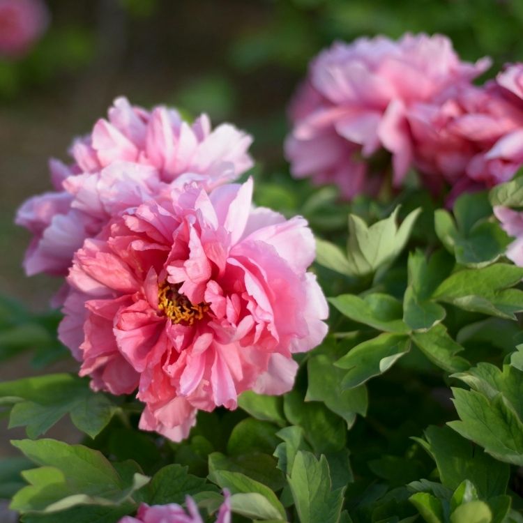Peony flowers with soft full layered petals