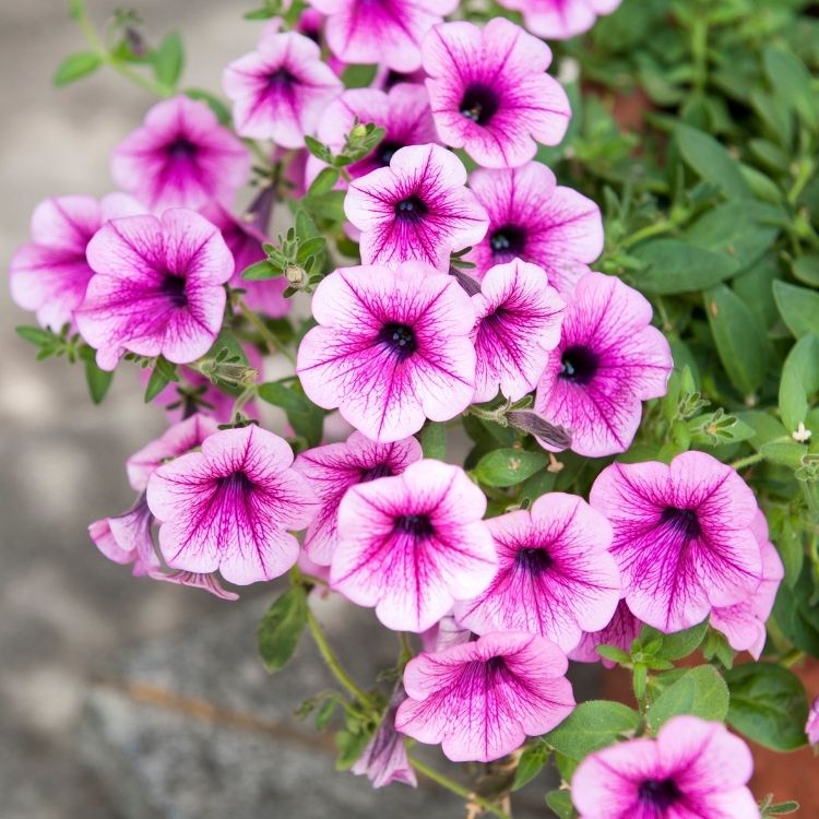 Petunia flower with soft trumpet shaped blooms