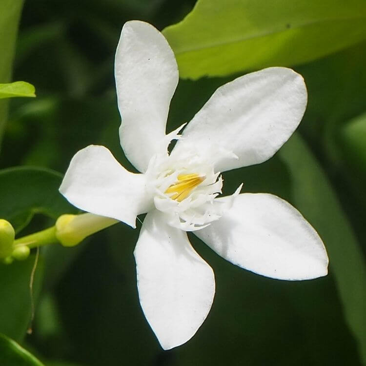 National Flower of Philippines-Sampaguita