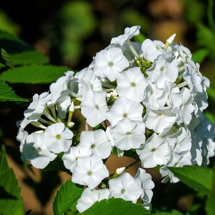 Phlox flowers forming soft rounded clusters
