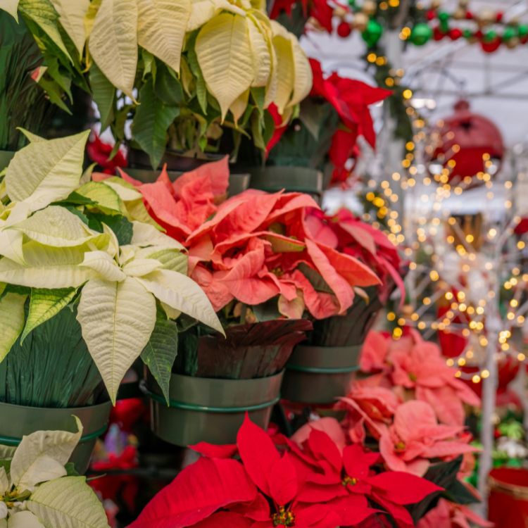 Red poinsettia plant with bright bracts