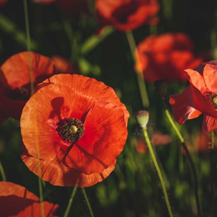  Orange poppy flower with thin delicate petals