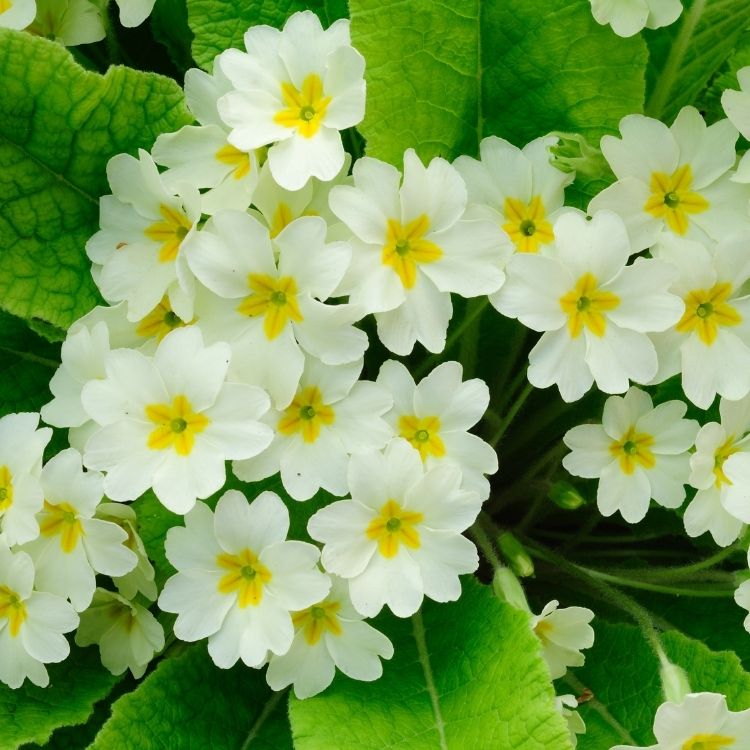 Primrose flower growing low with early blooms
