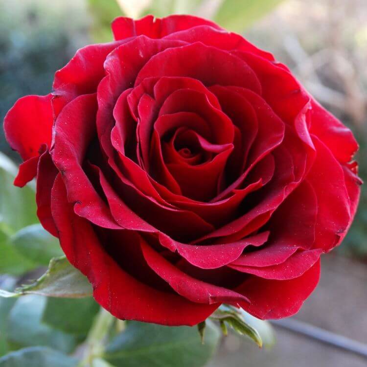 A vibrant red rose in full bloom