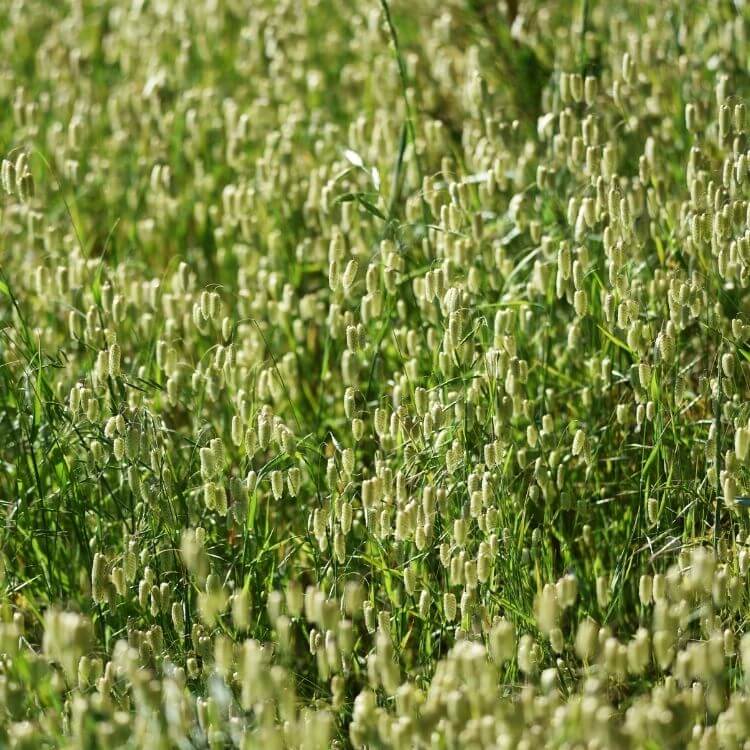 Delicate quaking grass seed heads