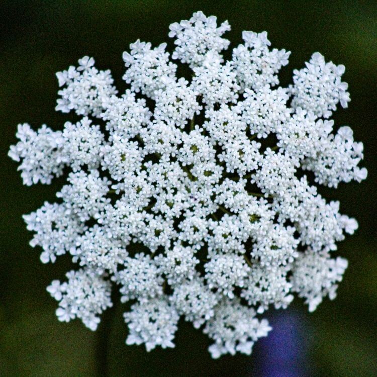 White Queen Anne’s lace umbels-A to Z Flowers