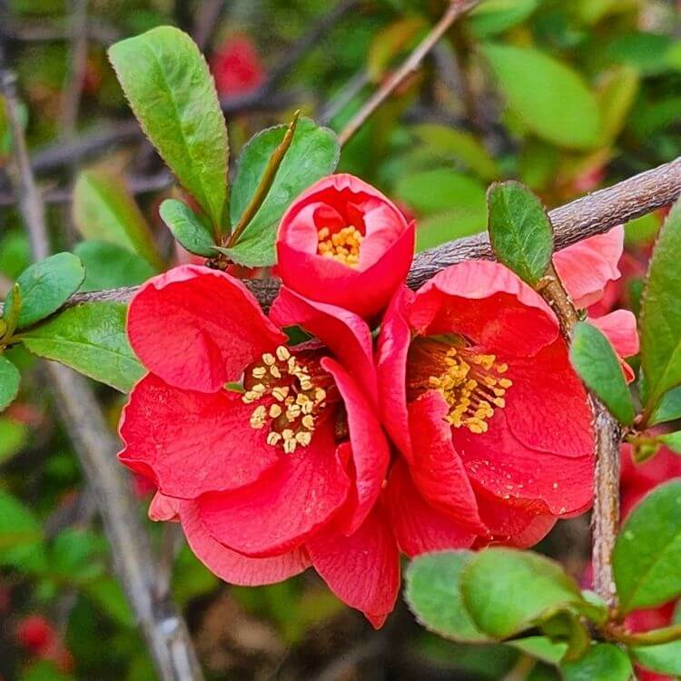 Red quince blossom on branch