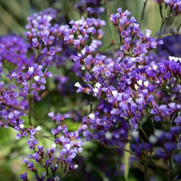National Flower of Qatar-Qataf