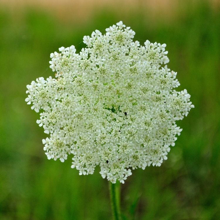 Queen anne lace flowers in delicate lace clusters