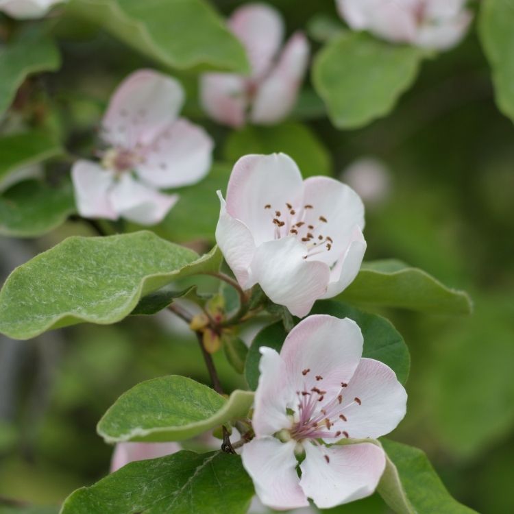 Quince flowers blooming early in clusters