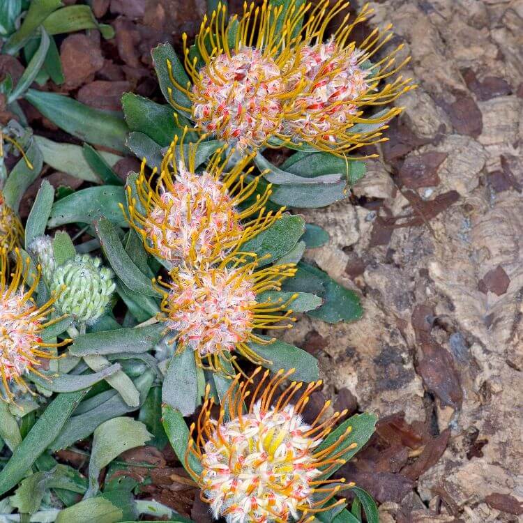 Rabbit Orchid with two upright petals like rabbit ears
