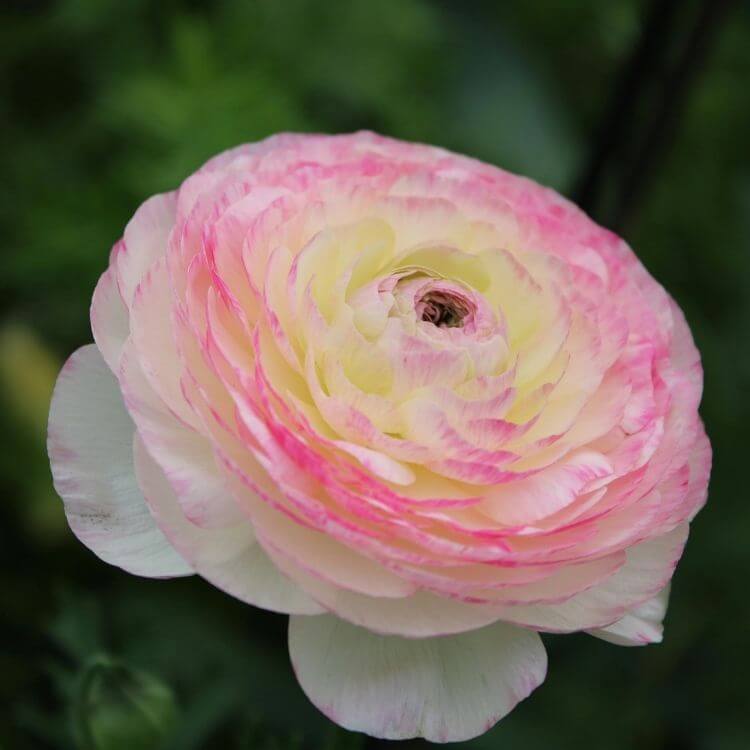 Layered pink ranunculus bloom