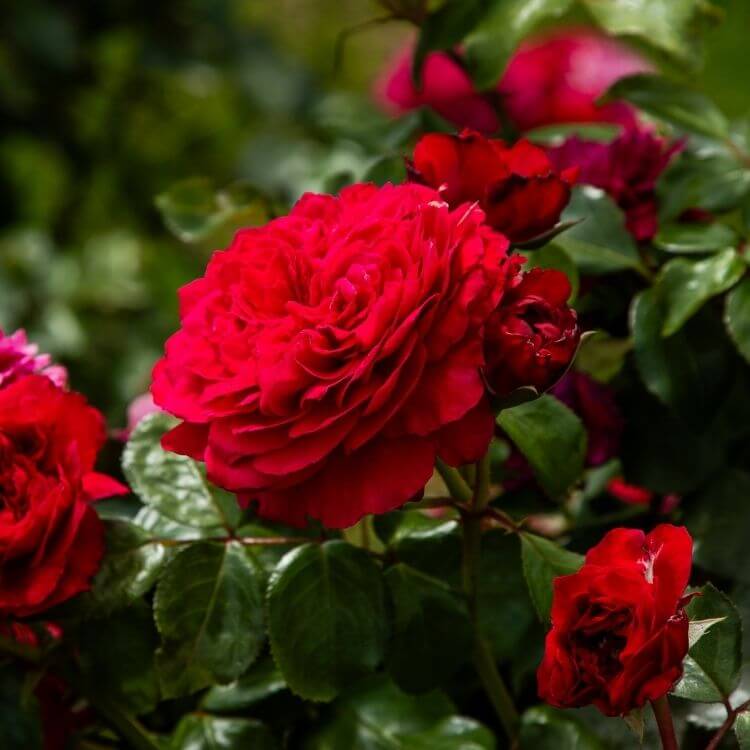 Red roses flowers in bloom-A to Z Flowers