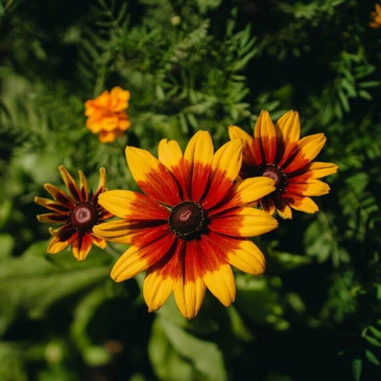Yellow rudbeckia with dark center