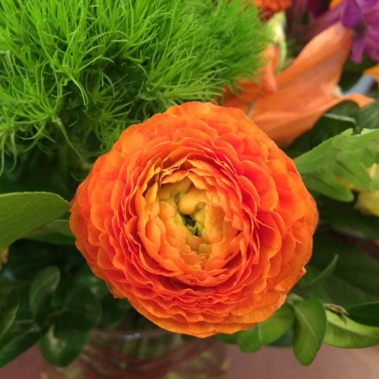 Ranunculus flower with many soft layered petals
