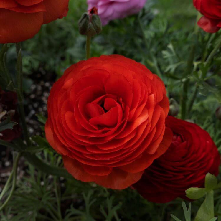 Close-up of Red ranunculus flowers with layered petals