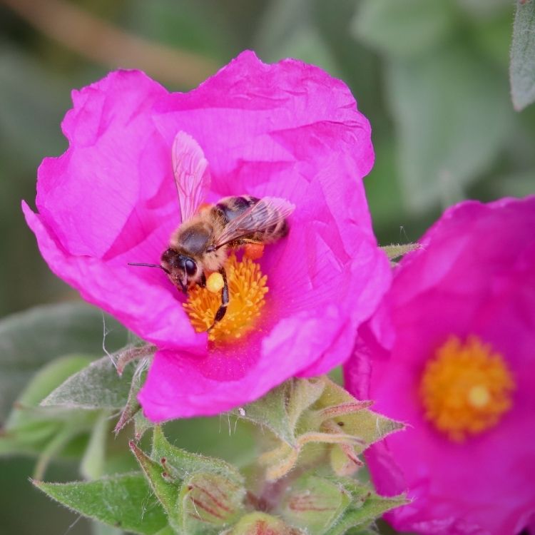 Rockrose flower with soft crinkled petals