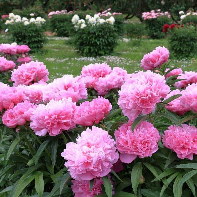 National Flower of Romania-Peony