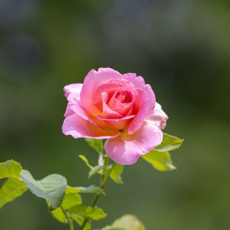 Rose with soft layered petals in full bloom
